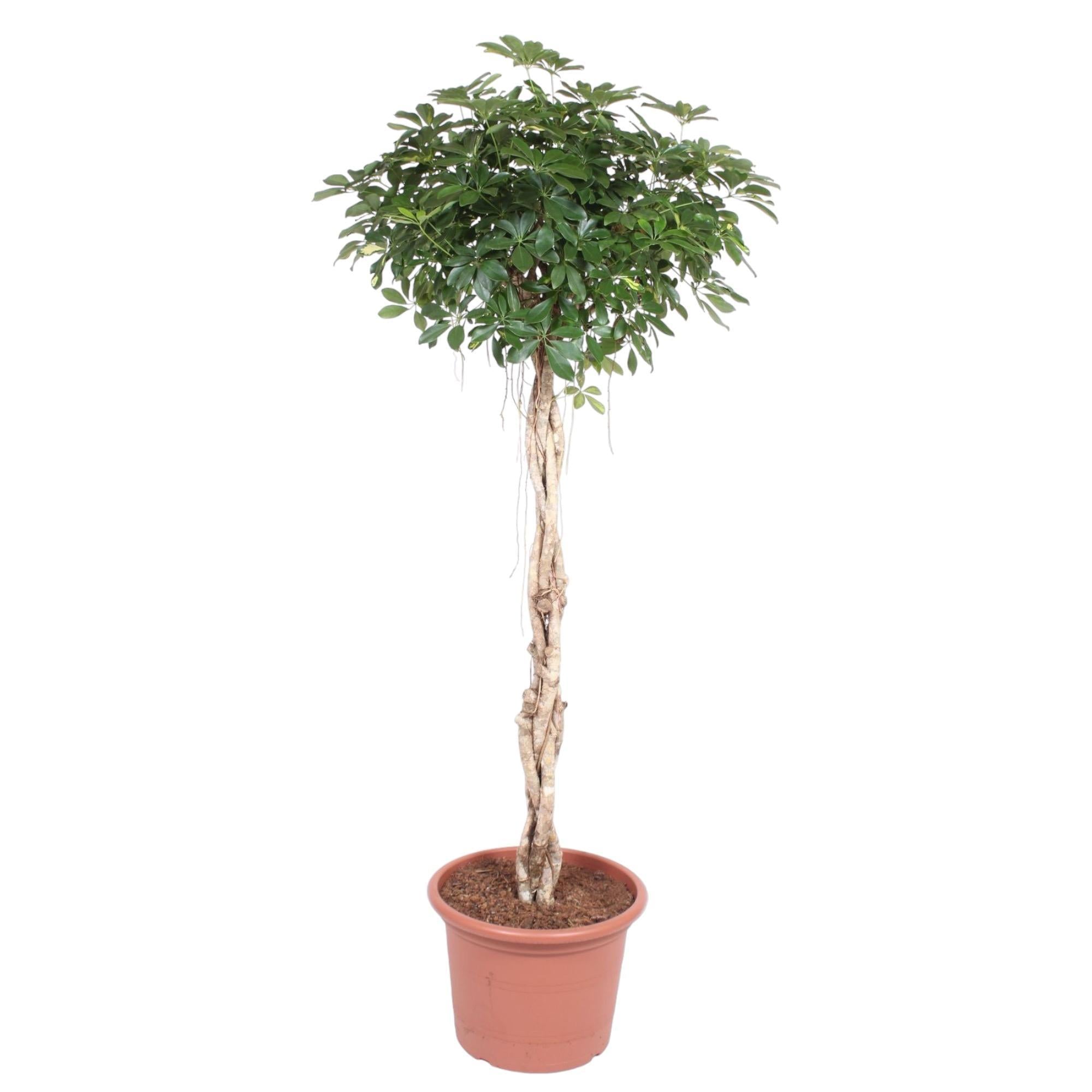 Schefflera Arboricola Compacta gevlochten stam - 200 cm - ø50 cm