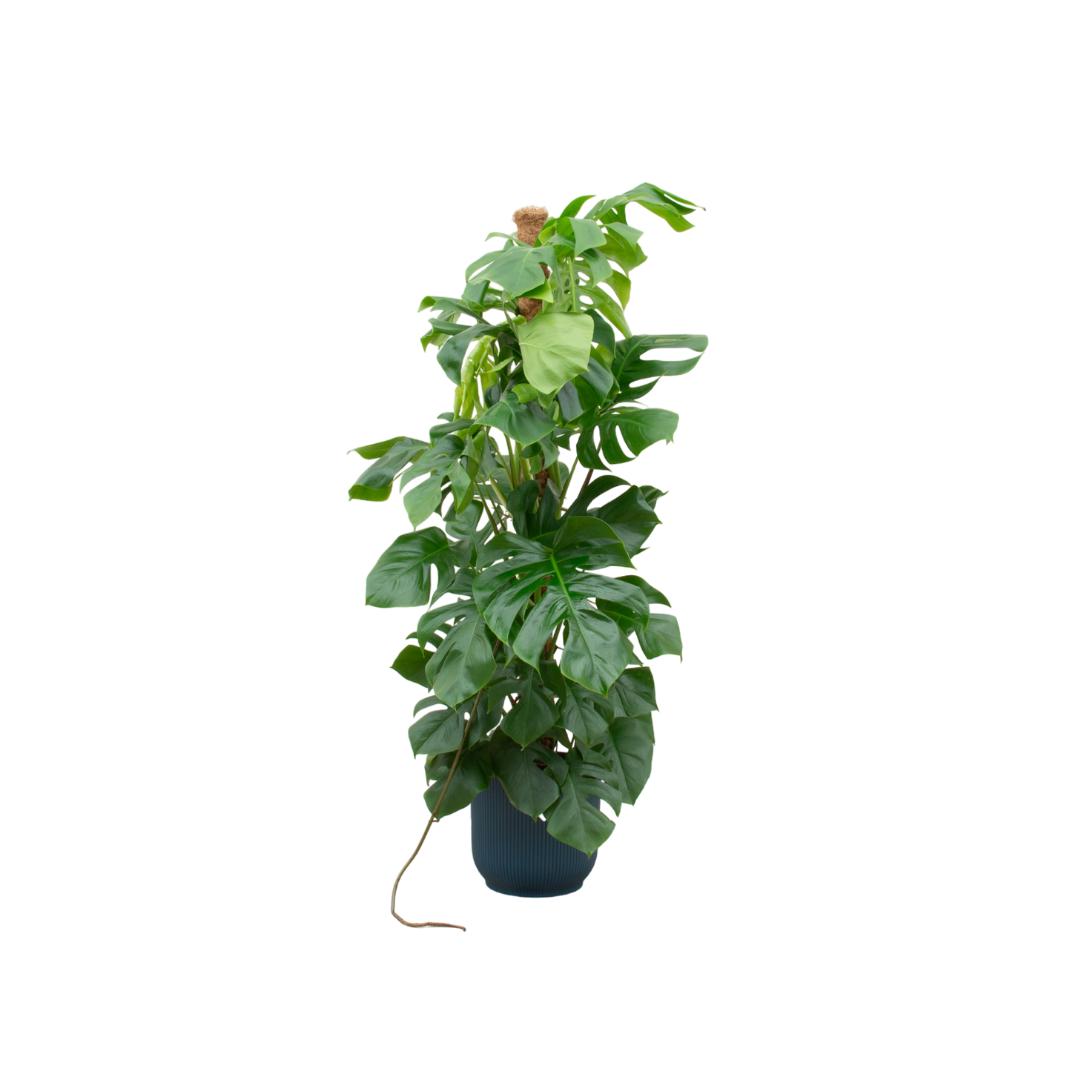 Botanic match: Monstera Pertusum XL & elho Vibes Fold Round - 150 cm - Ø30 cm