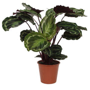 Calathea Medallion | ↕80 cm | Ø19 cm