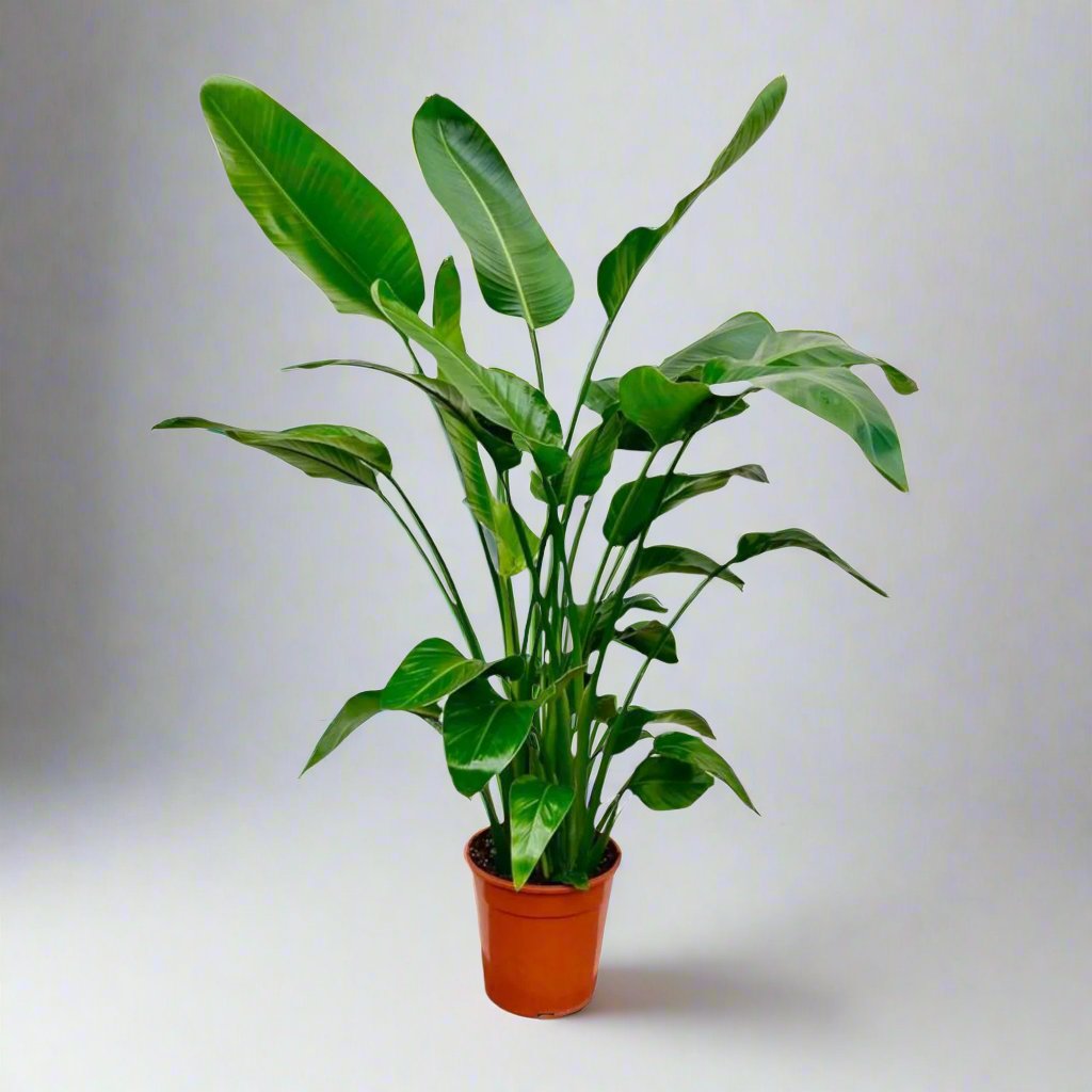 Strelitzia Nicolai - 160 cm - Ø24 cm