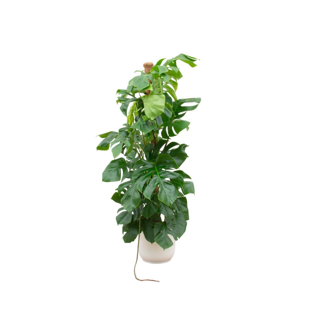 Botanic match: Monstera Pertusum XL & elho Vibes Fold Round - 150 cm - Ø30 cm