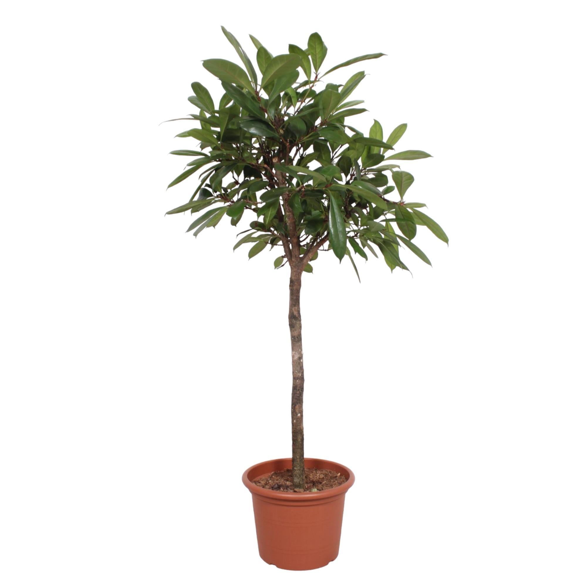 Ficus Cyathistipula boom - 180 cm - ø40 cm