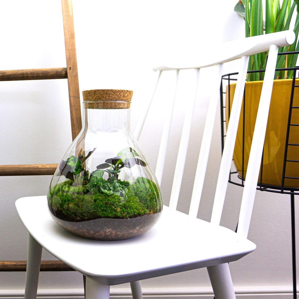 Terrarium - Botanic Bordeaux – 27 cm