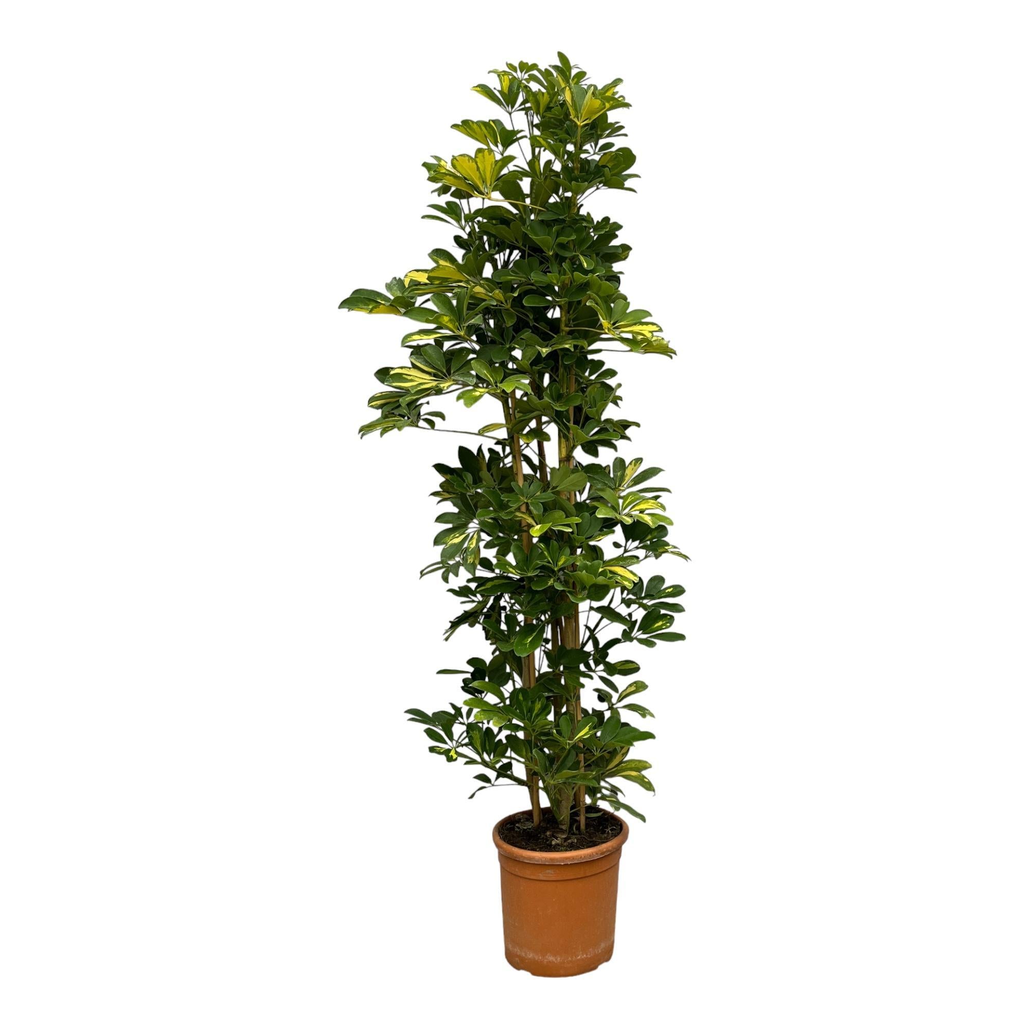 Schefflera Gold Capella struik - 160 cm - Ø30 cm