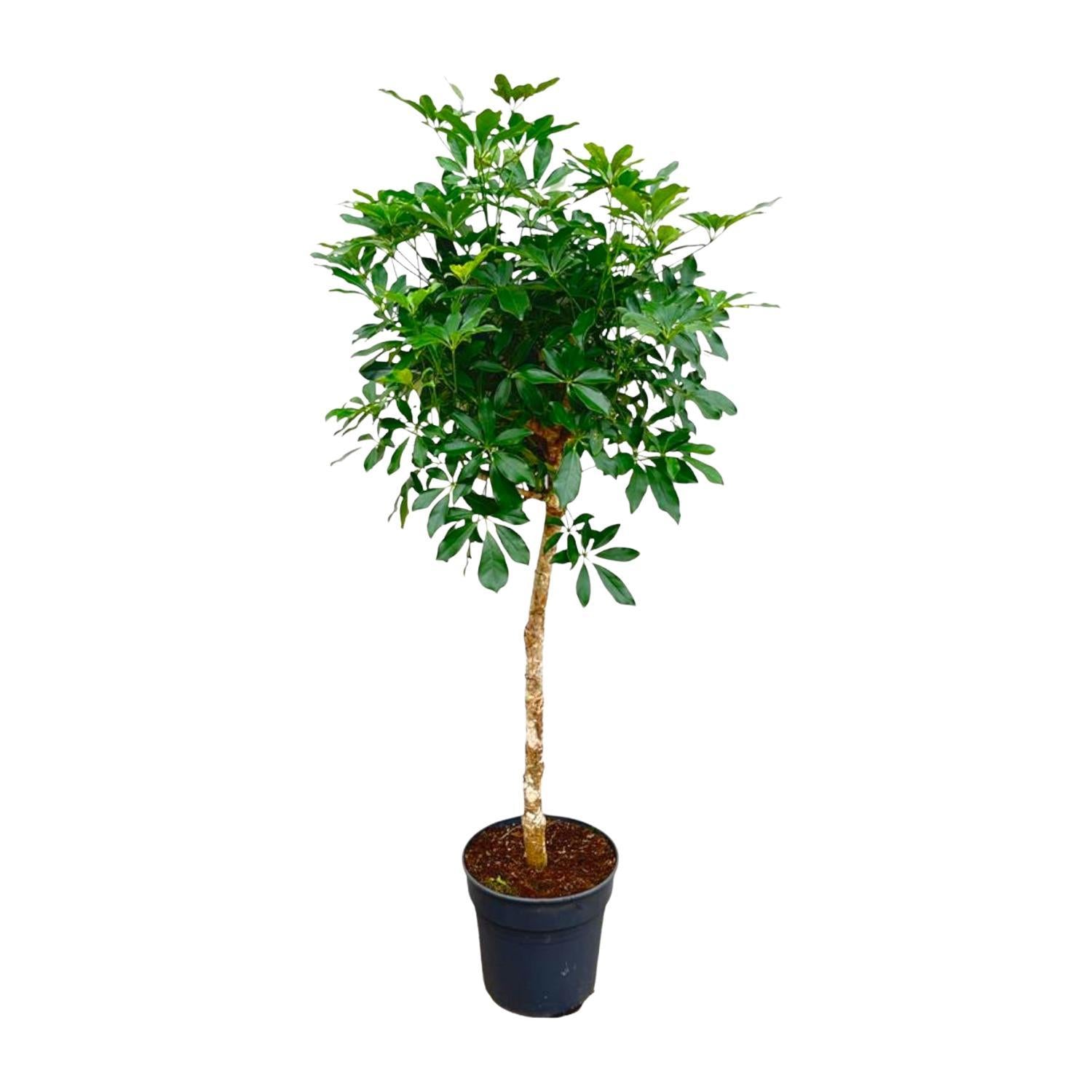 Schefflera op stam - 180 cm - ø34 cm