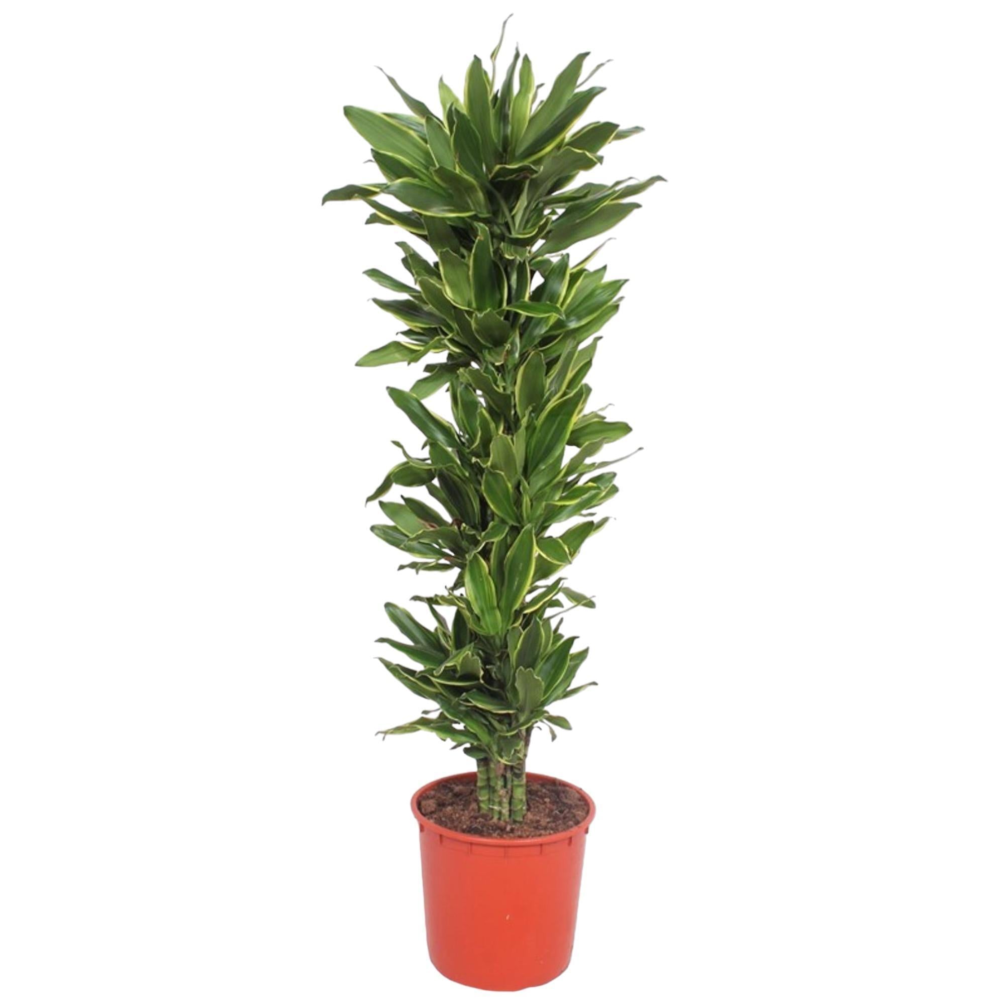 Dracaena Golden Coast - 200 cm - ø34 cm