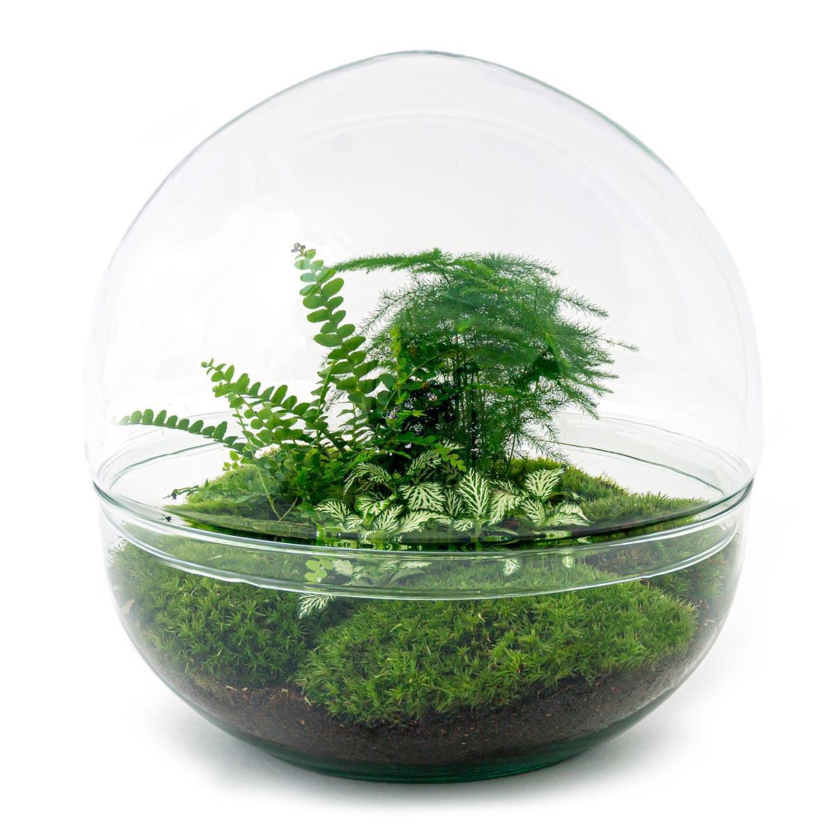 Terrarium - Botanic Bologna - 30 cm