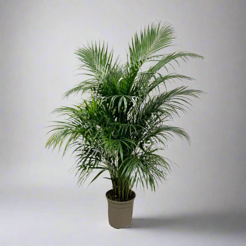 Areca Palm (Dypsis Lutescens) - 160 cm - ø24 cm