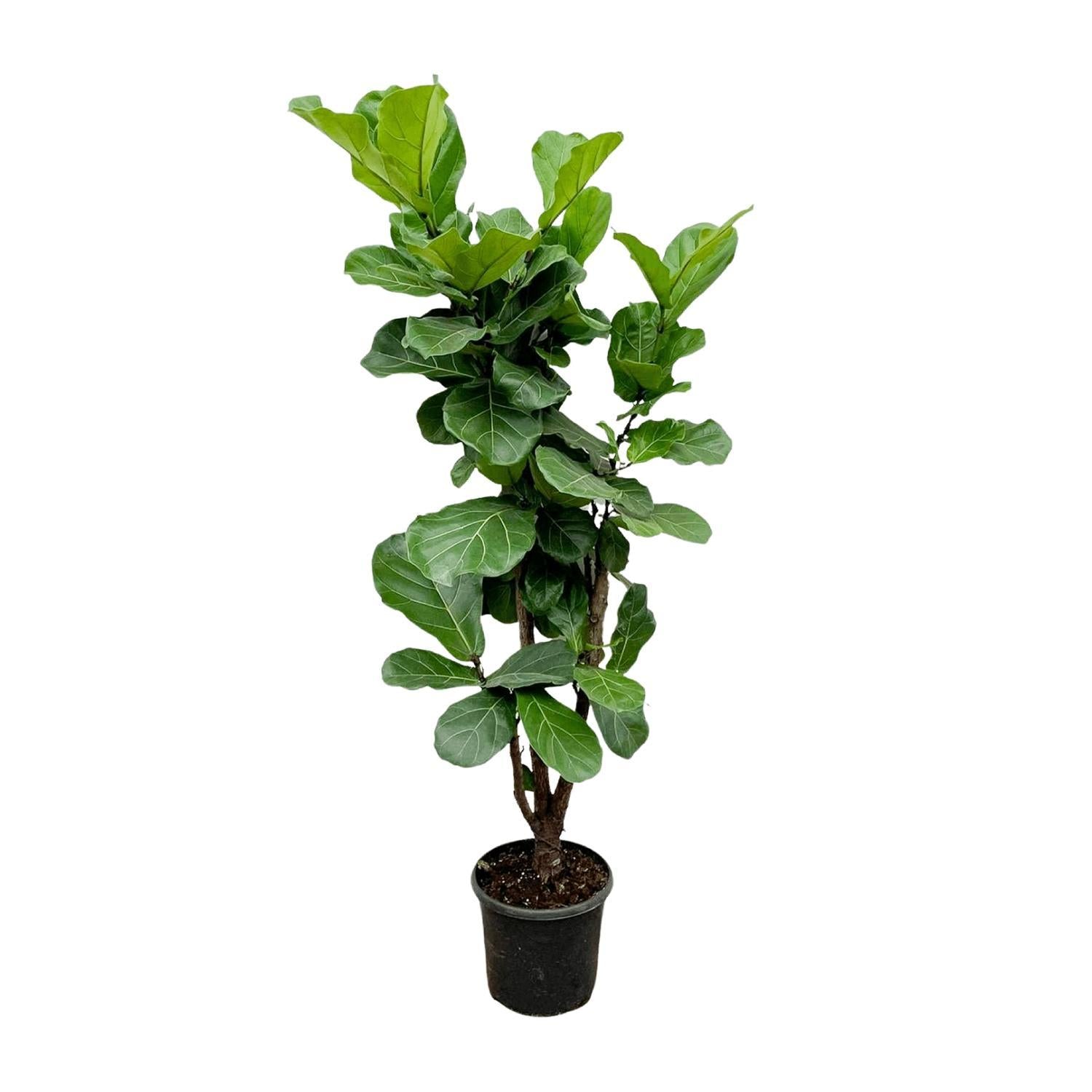 Ficus Lyrata vertakt - 180 cm - ⌀30 cm