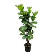 Ficus Lyrata vertakt | ↕180 cm | Ø30 cm