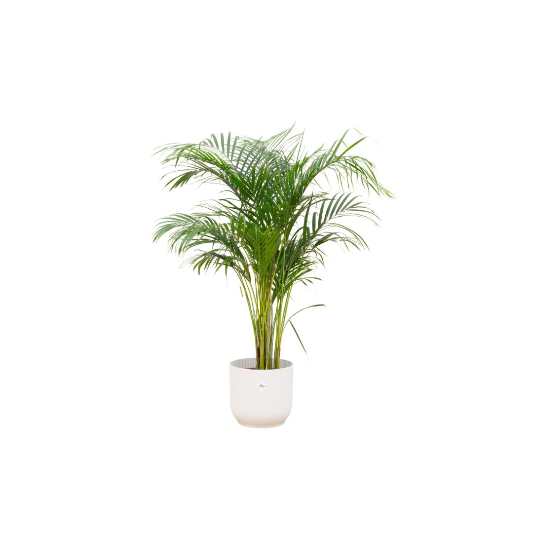 Botanic match: Areca palm & elho Vibes Fold Round - 140 cm - Ø30 cm