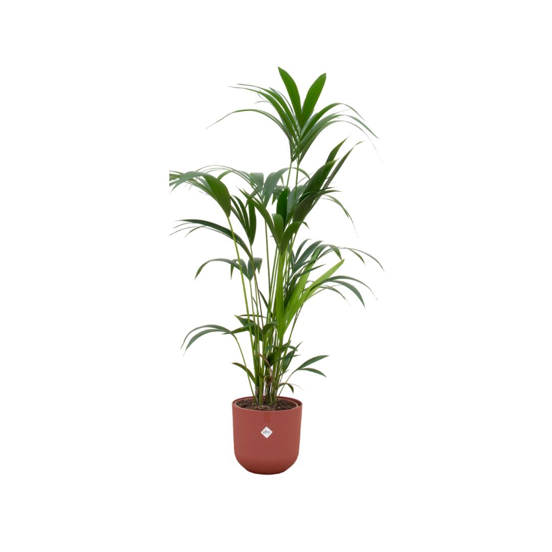 Botanic match: Kentia Palm & elho Jazz Round - 160 cm - Ø26 cm