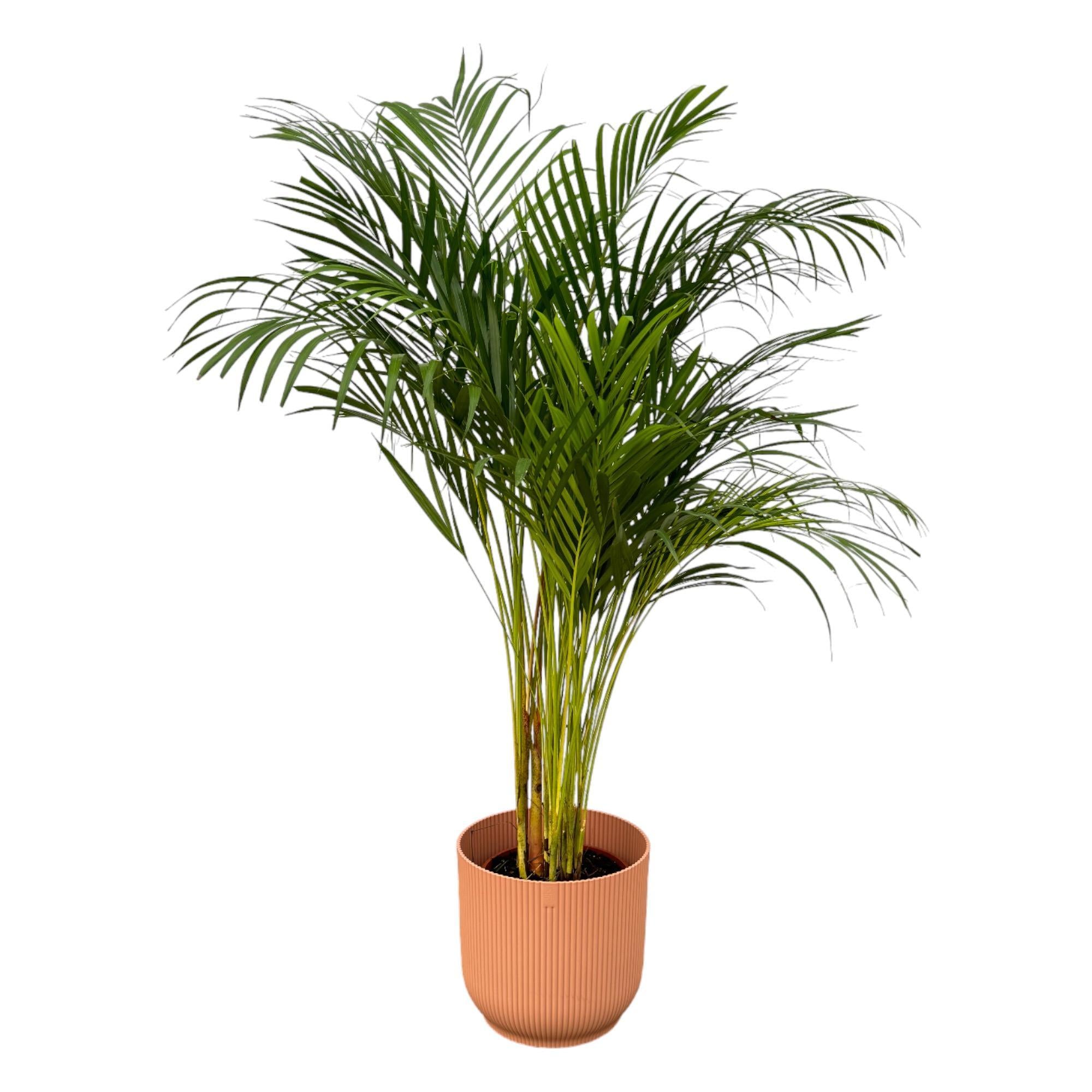 Botanic match: Areca palm & elho Vibes Fold Round - 130 cm - Ø24 cm