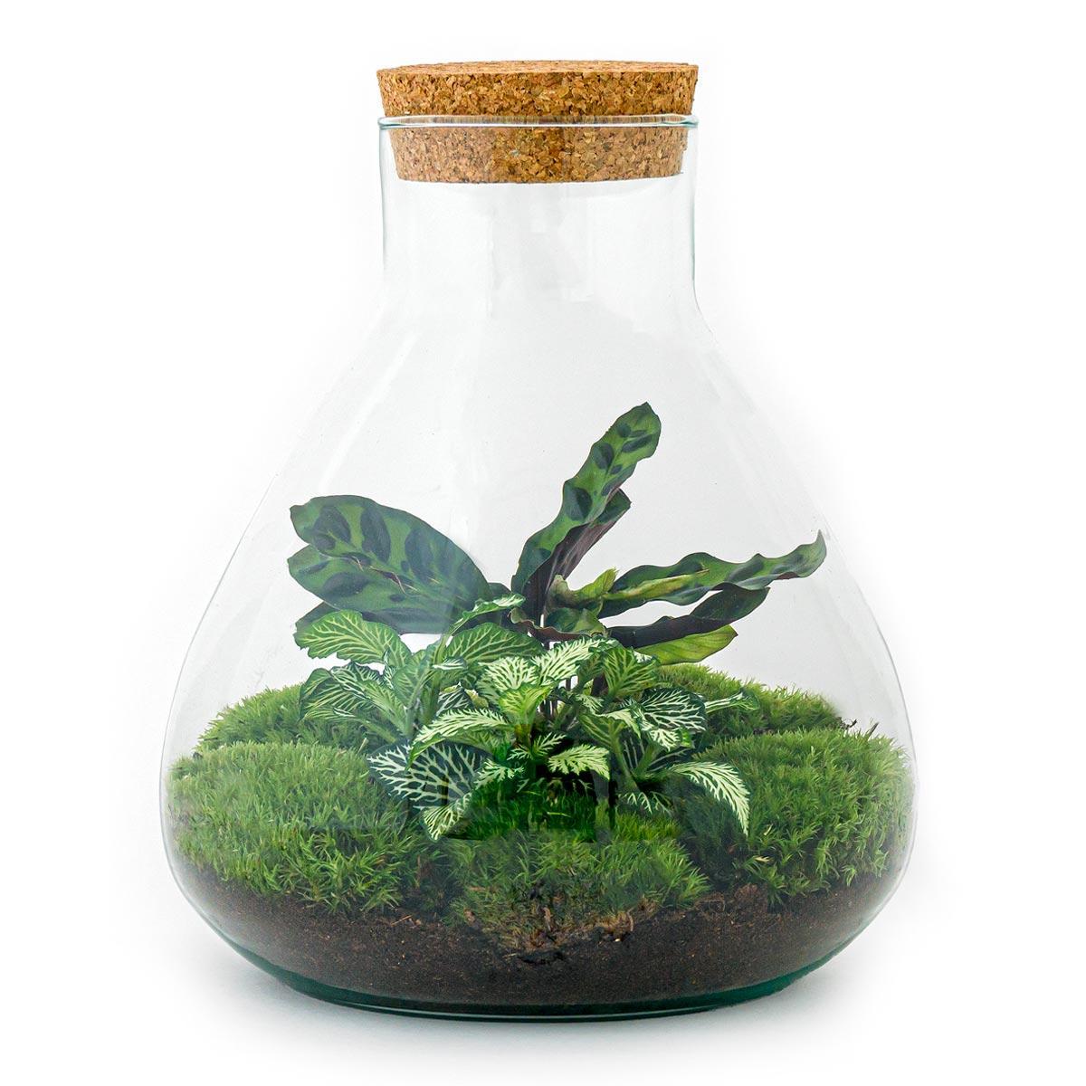 Terrarium - Botanic Bordeaux – 27 cm