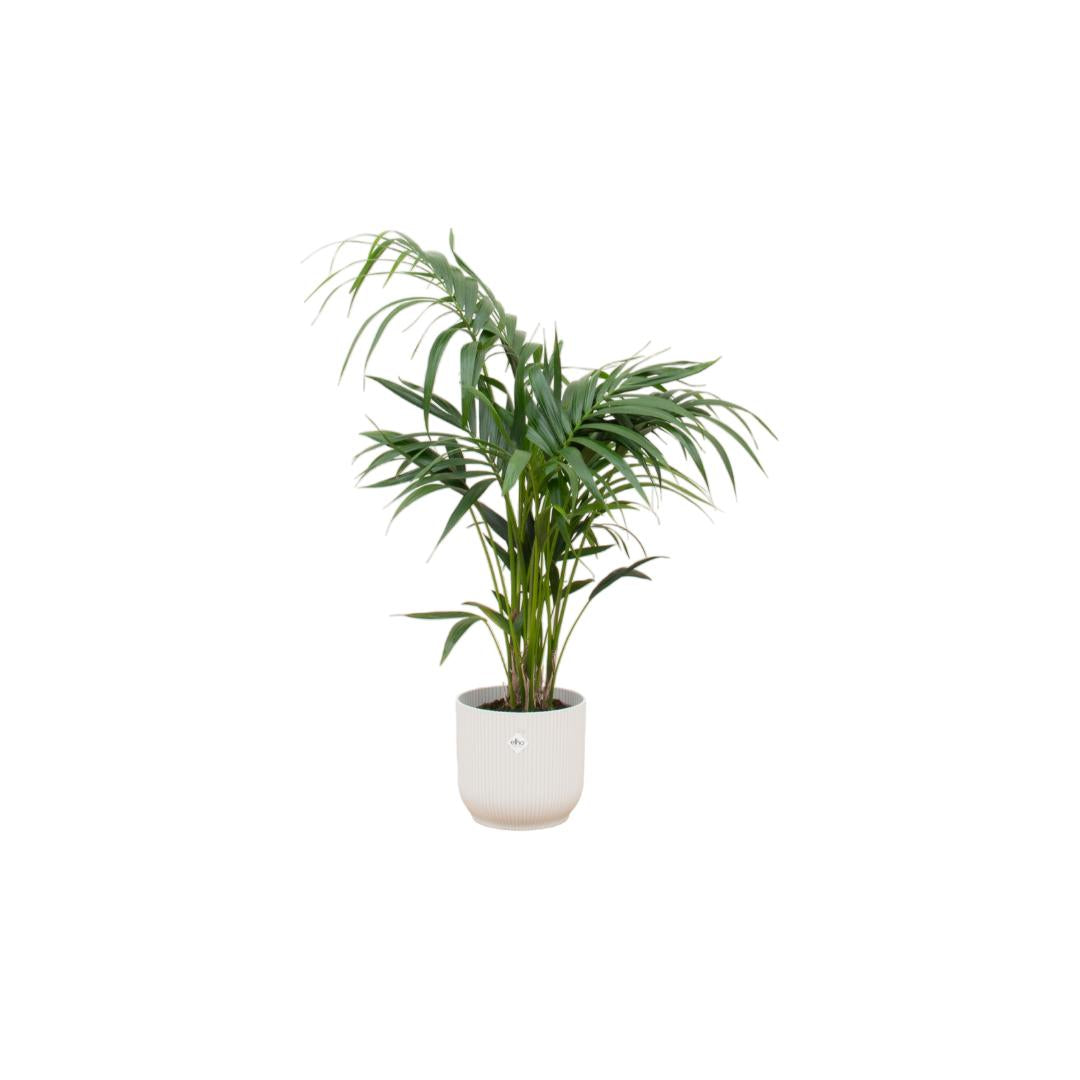 Botanic match: Kentia Palm & elho Vibes Fold Round - 130 cm - Ø25 cm