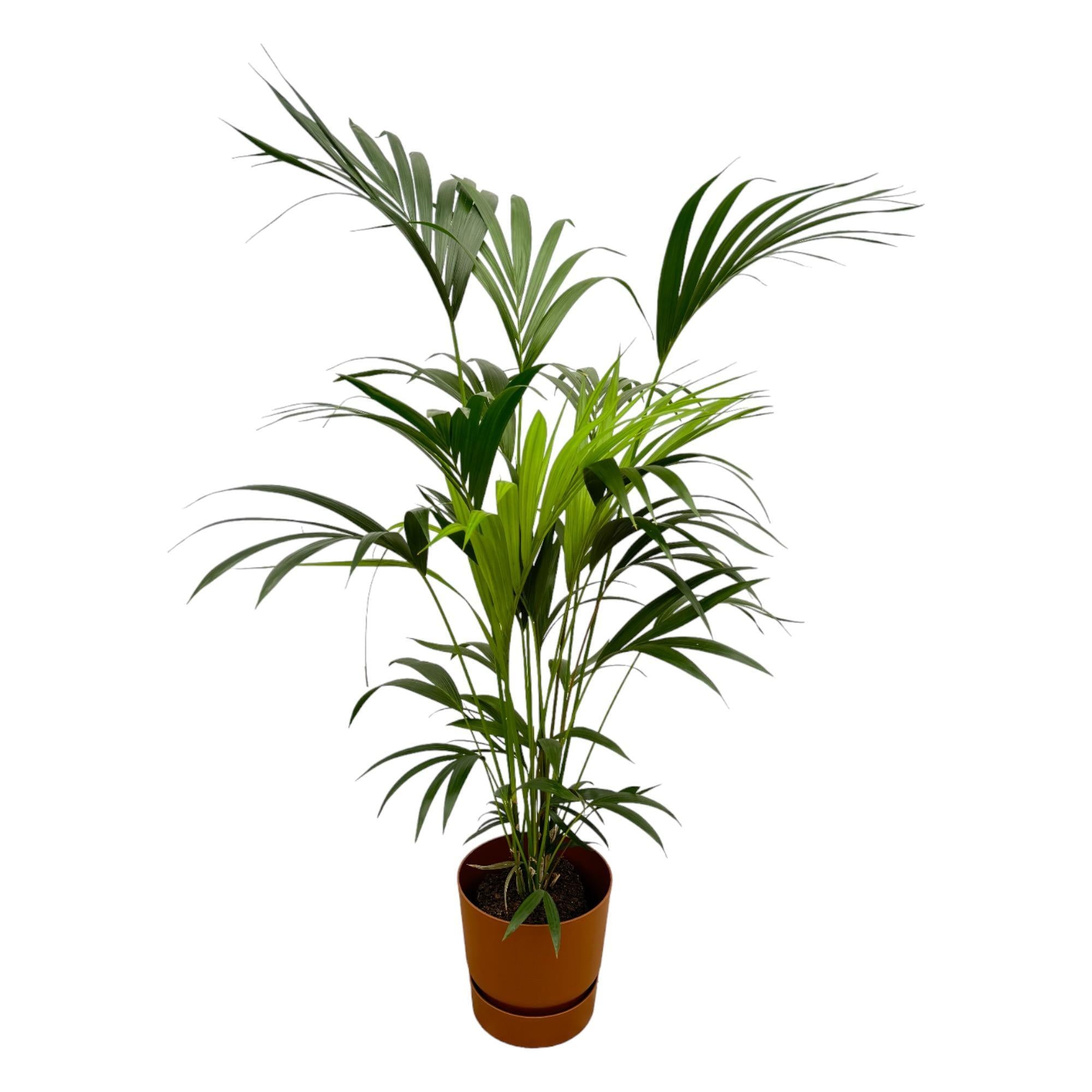 Botanic match: Kentia Palm & elho Greenville Round - 160 cm - Ø30 cm