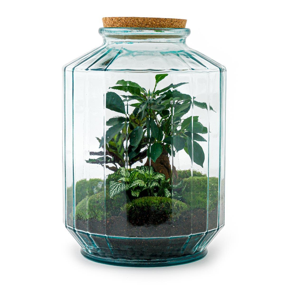 Terrarium - Botanic Barcelona - 35 cm