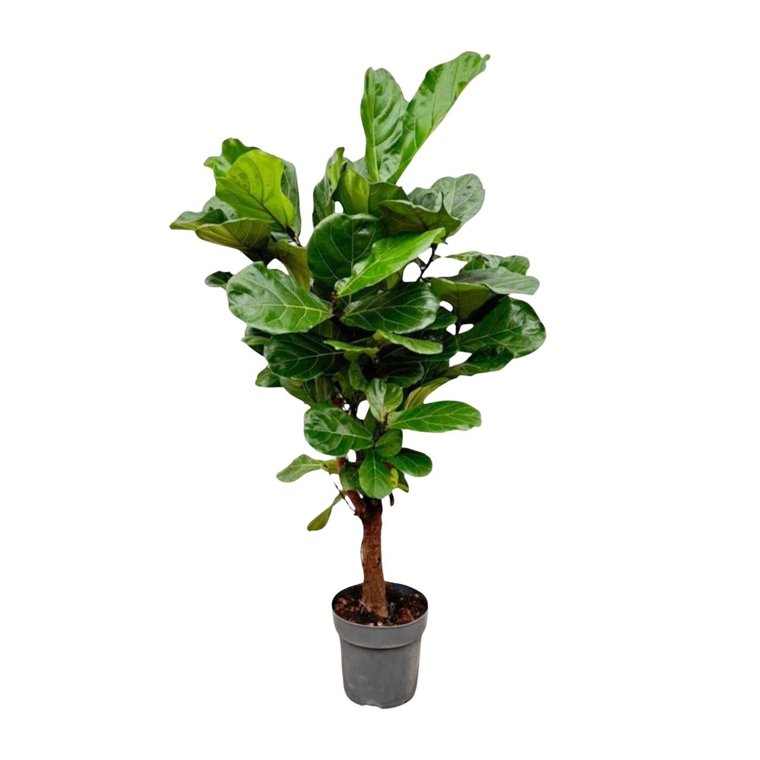 Ficus Lyrata vertakt - 150 cm - ø24 cm