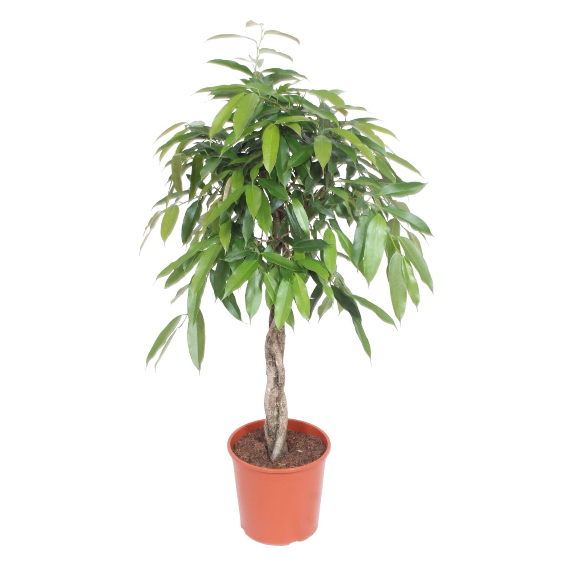 Ficus Amstel King gevlochten stam - 140 cm - ø30 cm