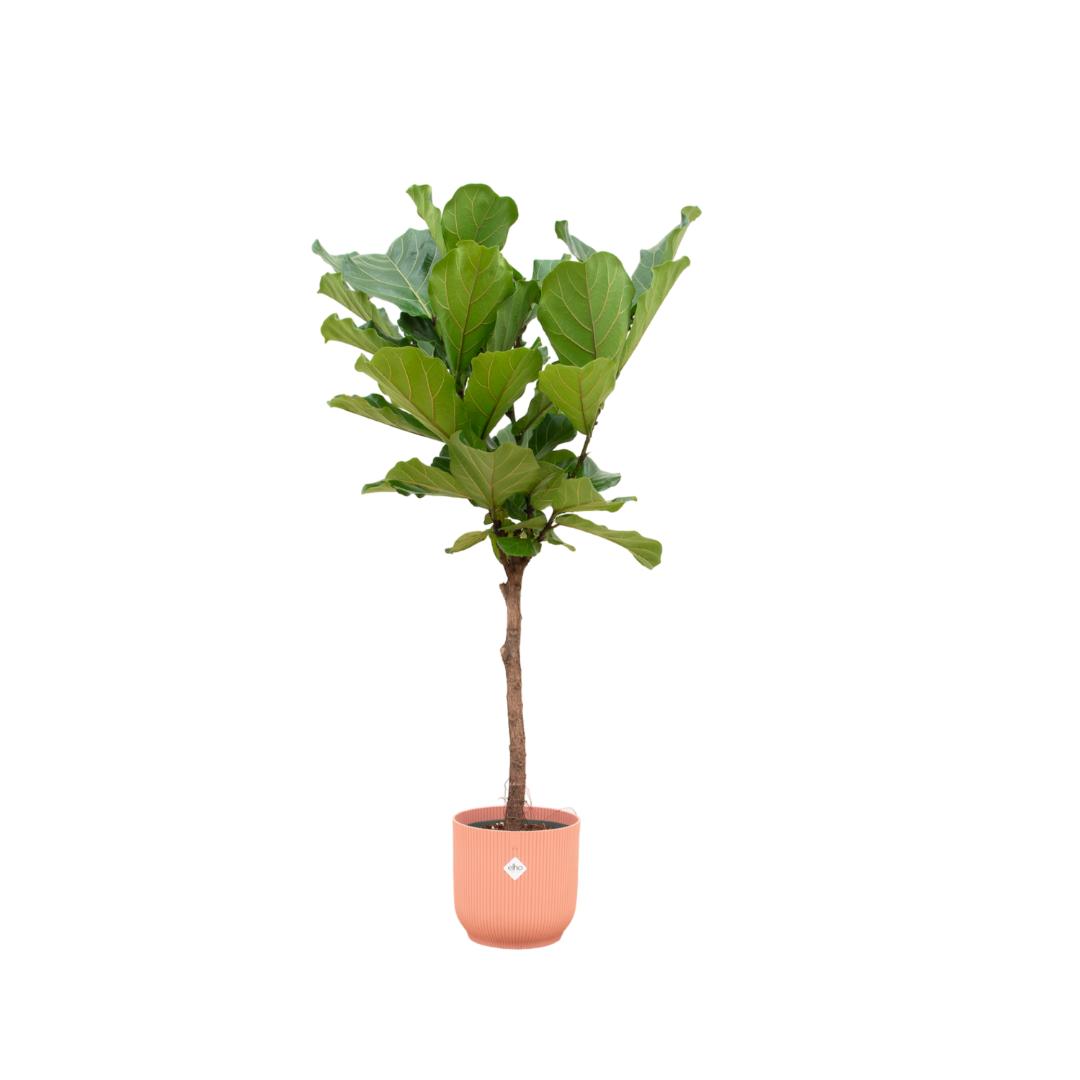 Botanic match: Ficus Lyrata stam & elho Vibes Fold Round - 170 cm - Ø30 cm