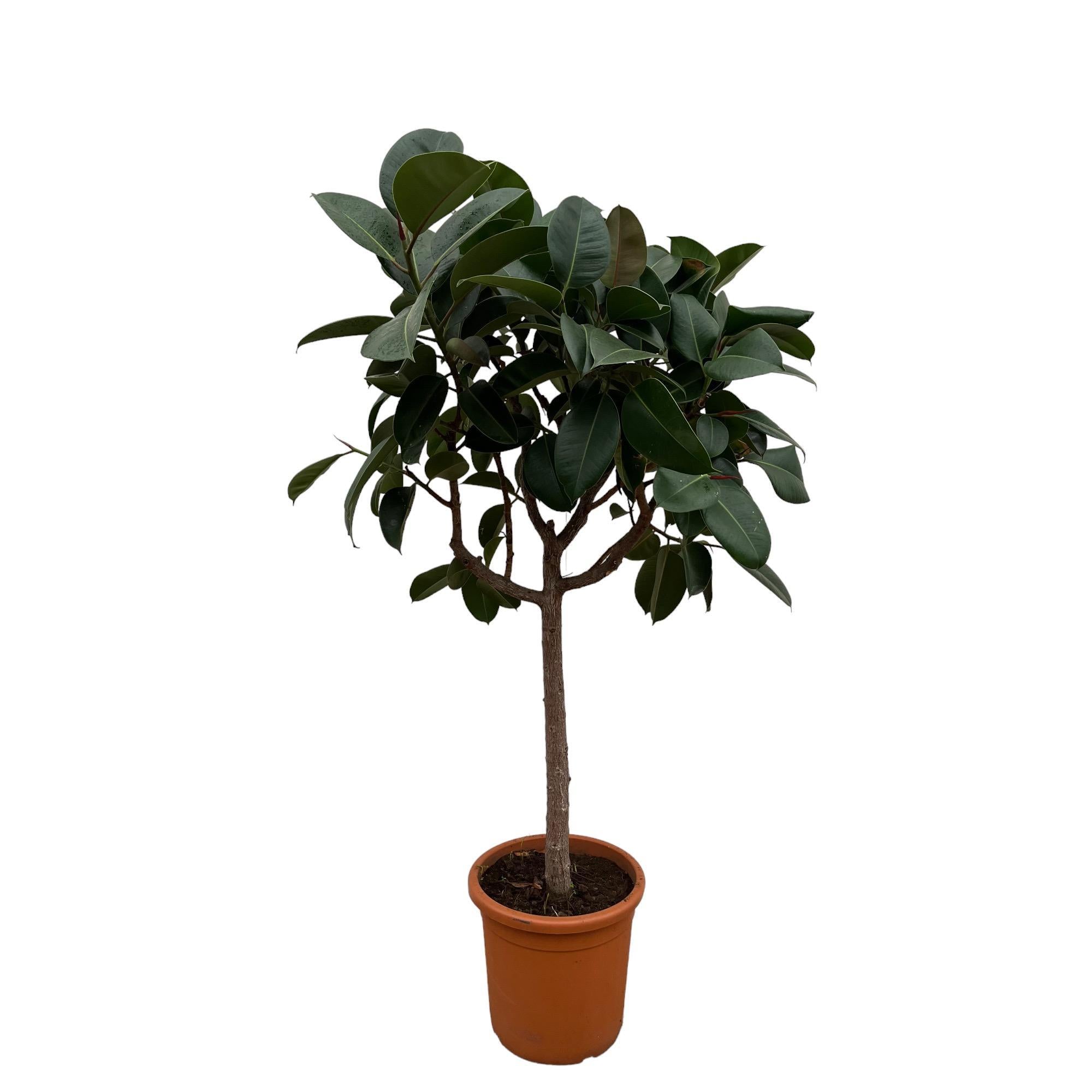 Ficus Elastica Robusta op stam - 180 cm - ø30 cm