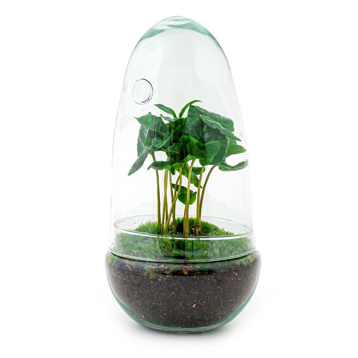 Terrarium - Botanic Bruges - 25 cm