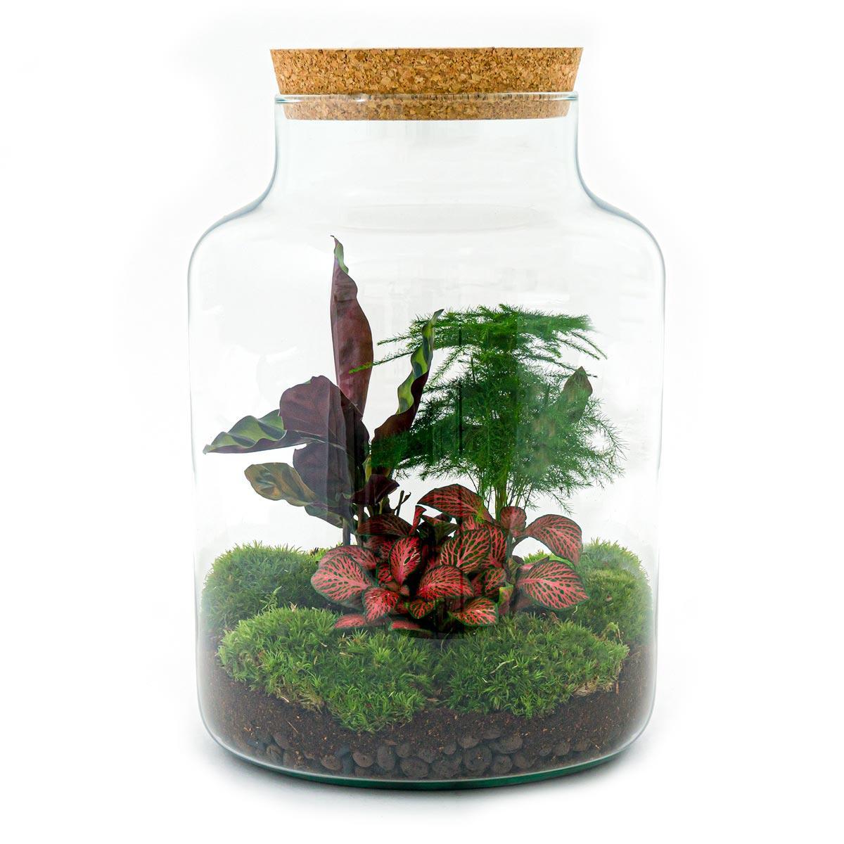 Terrarium - Botanic Bern - 30 cm