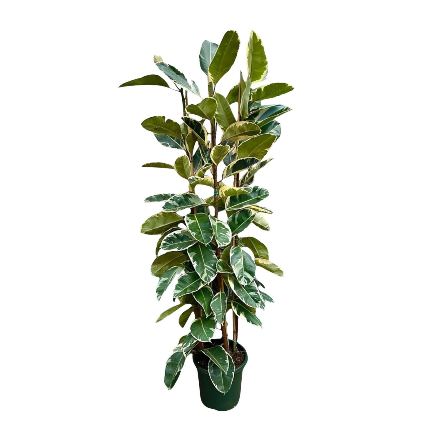 Ficus Elastica Tineke struik - 225 cm - ø40 cm