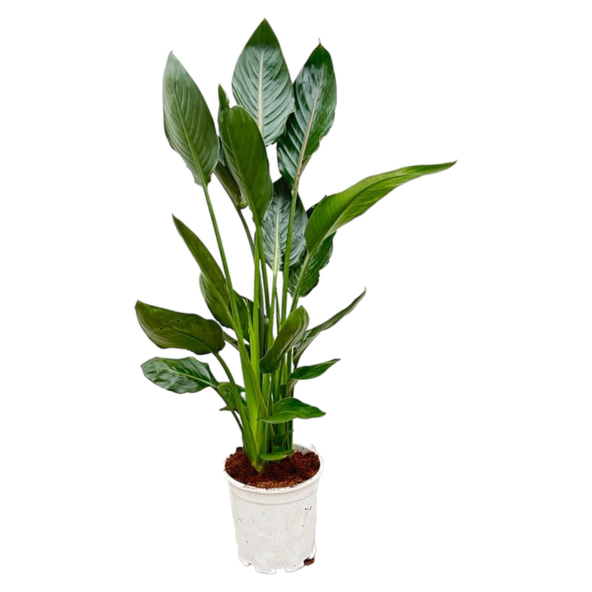 Strelitzia Reginae - 100 cm - Ø19 cm