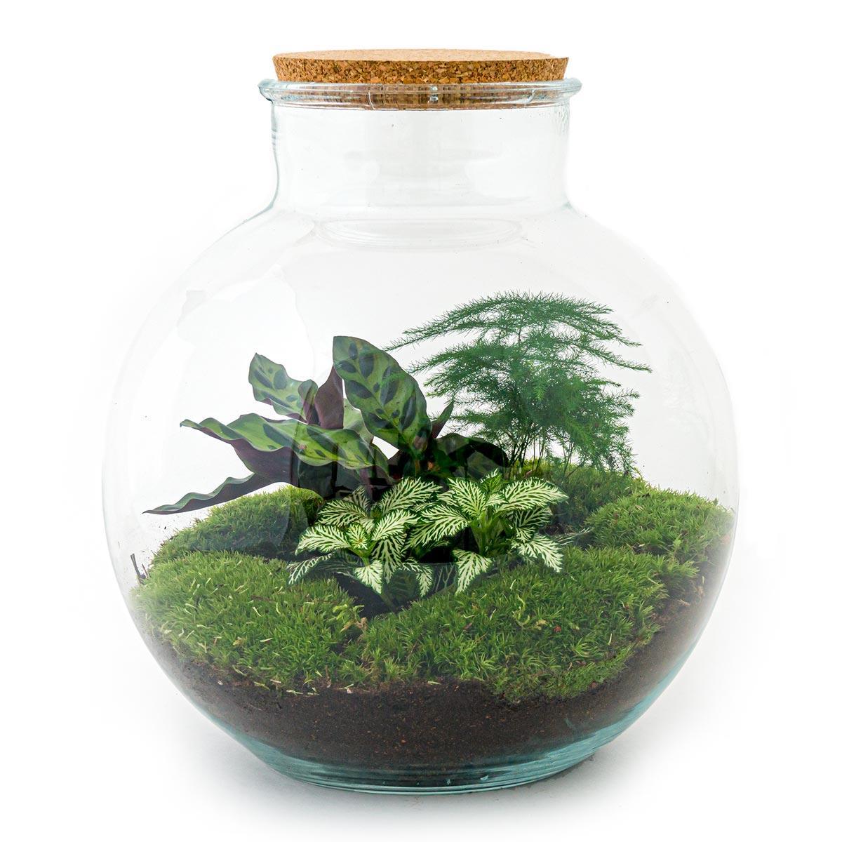 Terrarium - Botanic Brisbane - 30 cm