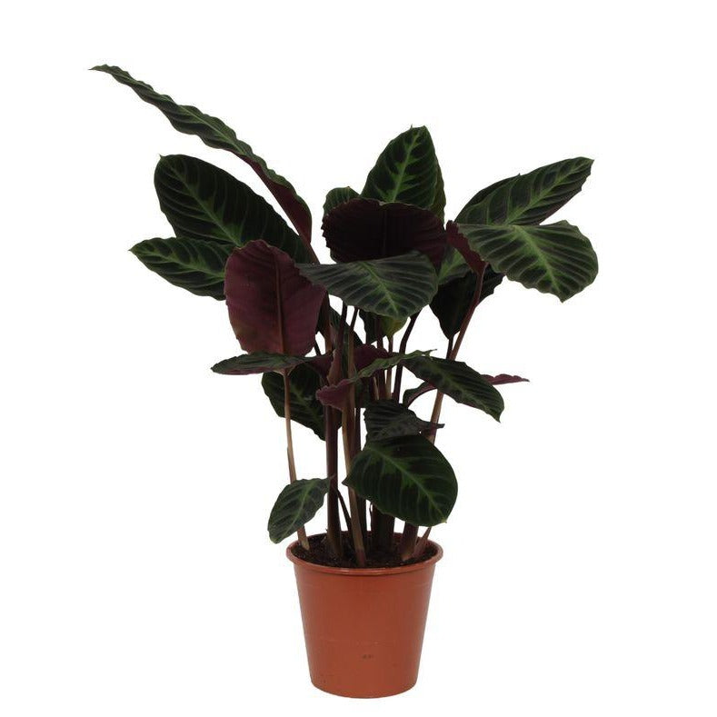 Calathea Warscewiczii - 80 cm - Ø19 cm