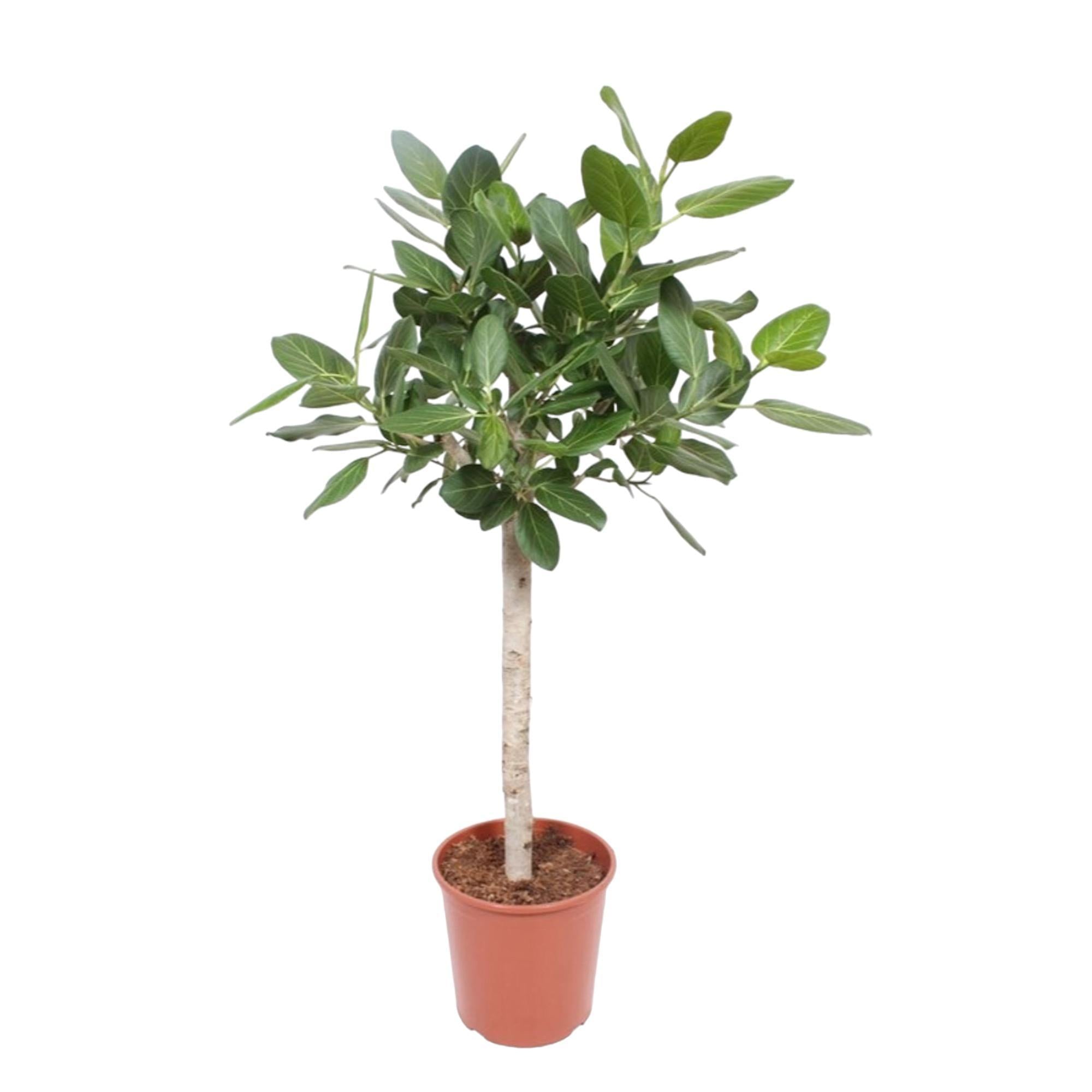 Ficus Benghalensis op stam - 140 cm - ø30 cm