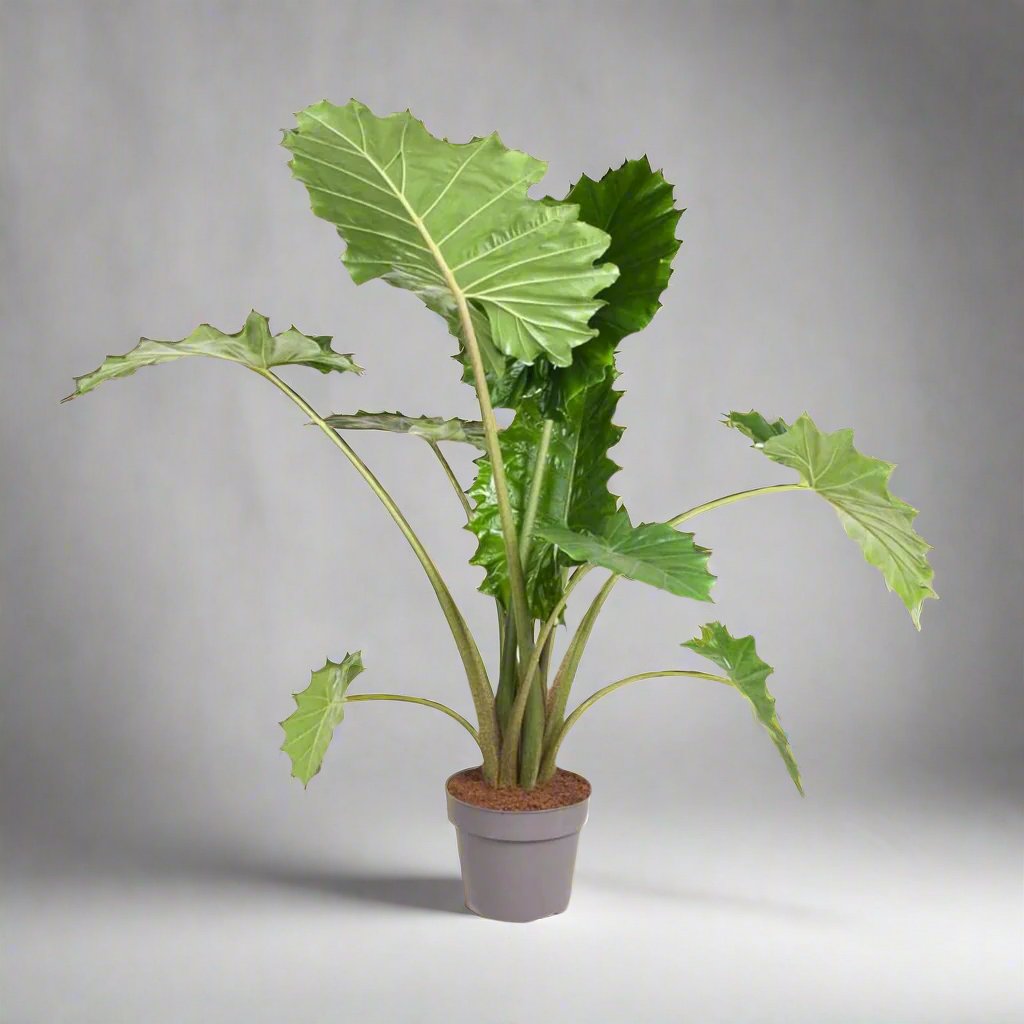 Alocasia Portodora - 150 cm - ø32 cm