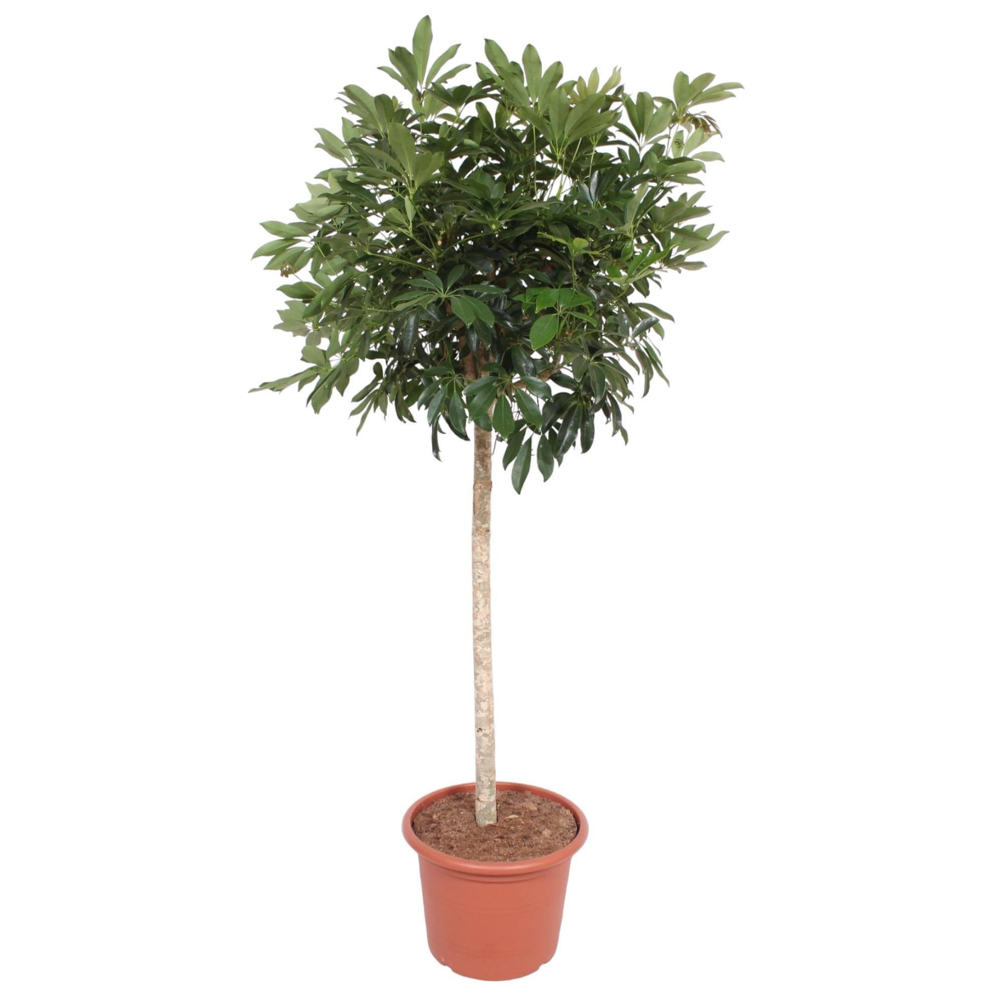 Schefflera Arboricola Compacta boom - 190 cm - ø45 cm