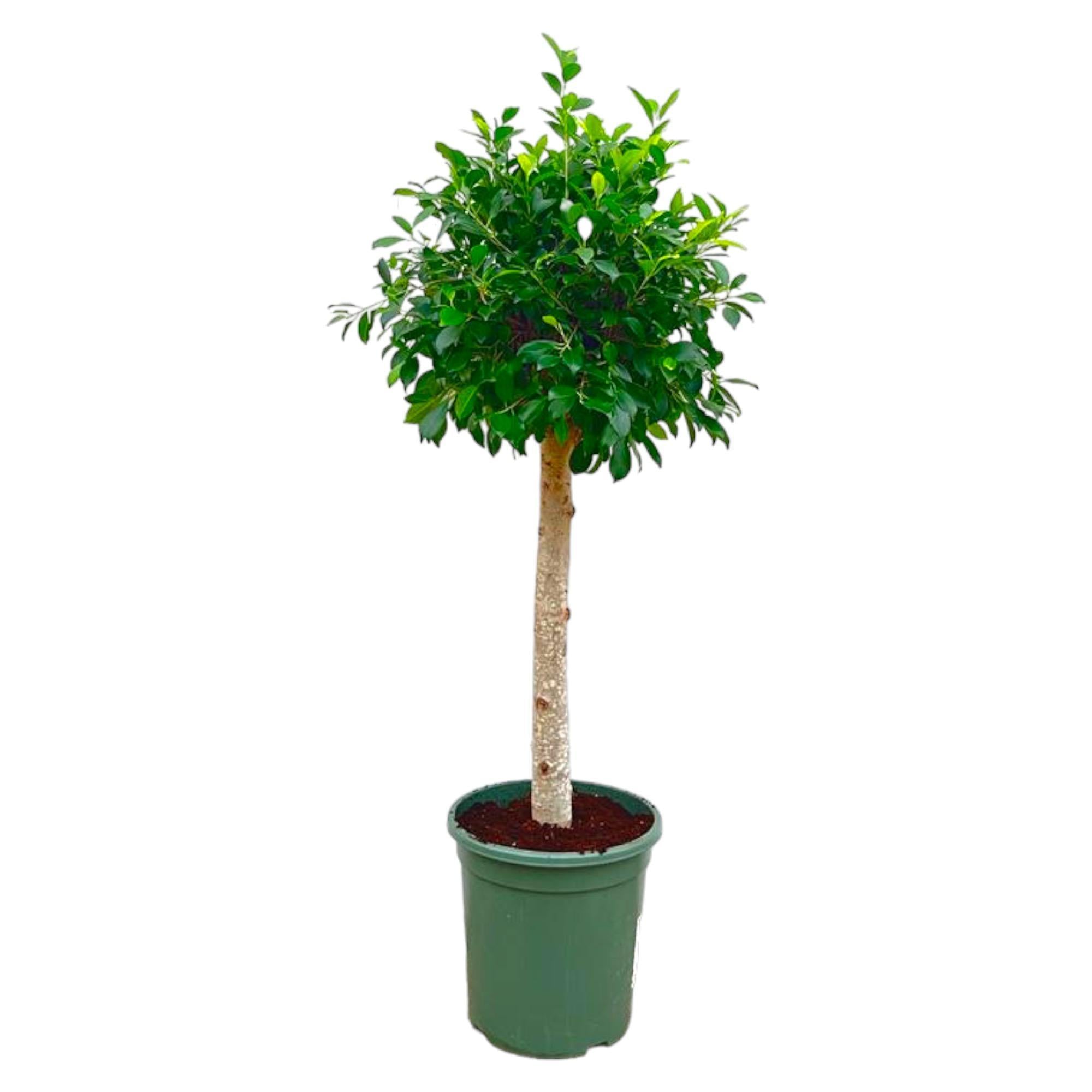 Ficus Nitida op stam - 130 cm - ø30 cm