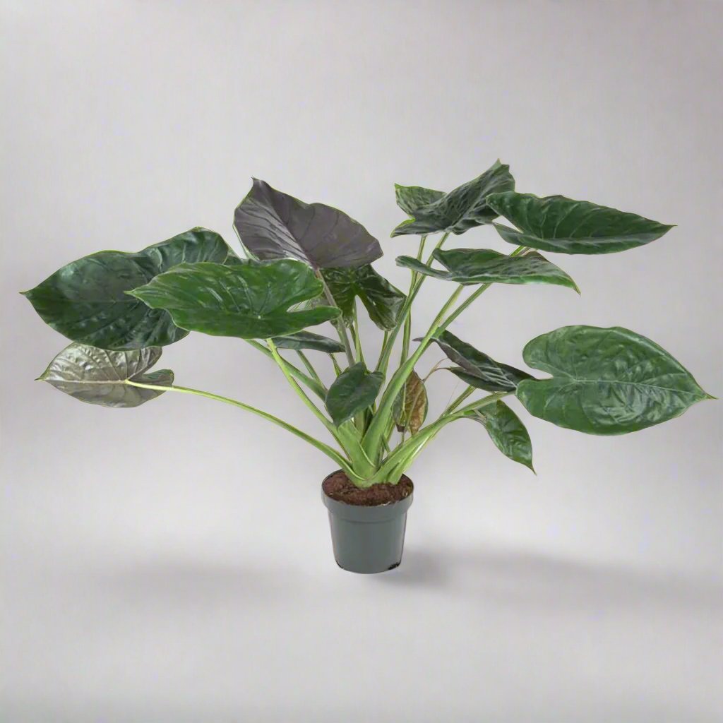 Alocasia Wentii - 120 cm - ø32 cm