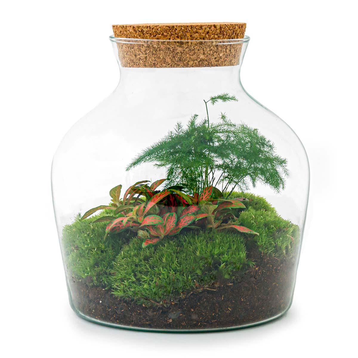 Terrarium - Botanic Bogotá - 21,5 cm