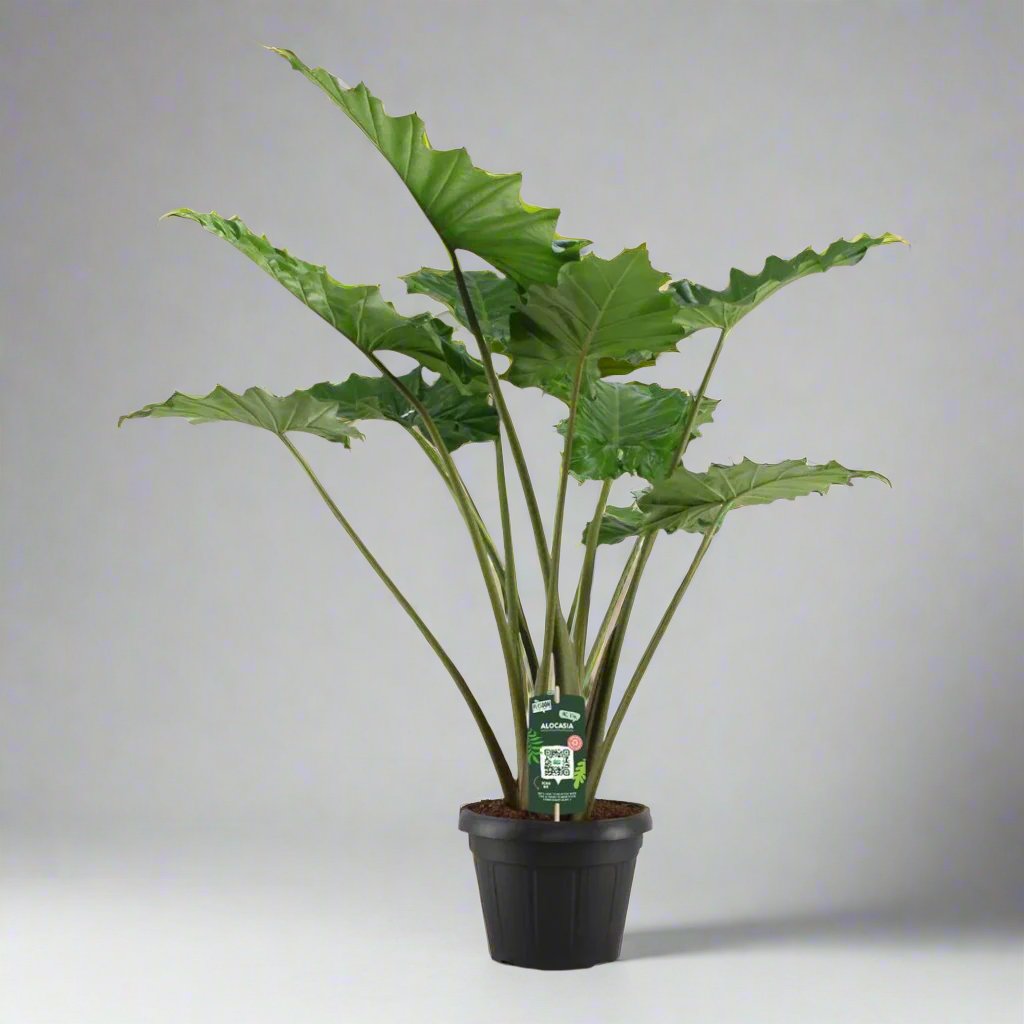 Alocasia Portodora - 140 cm - Ø34 cm