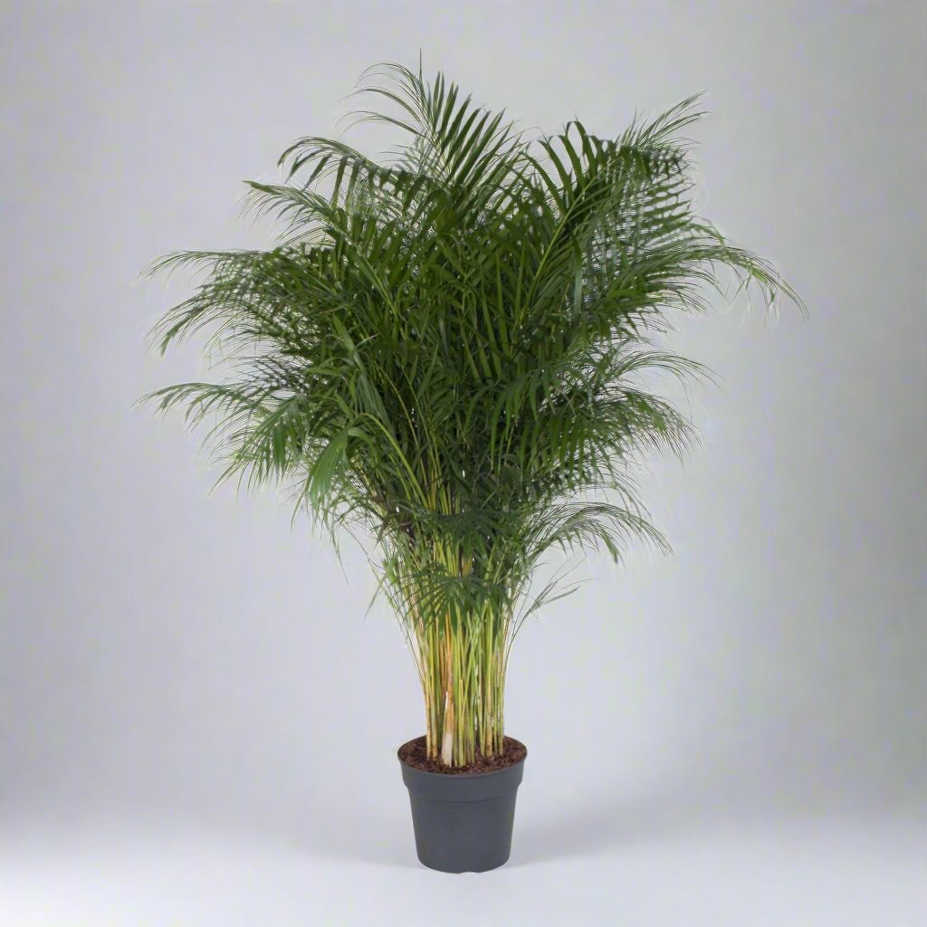 Areca Palm (Dypsis Lutescens) - 200 cm - ø34 cm