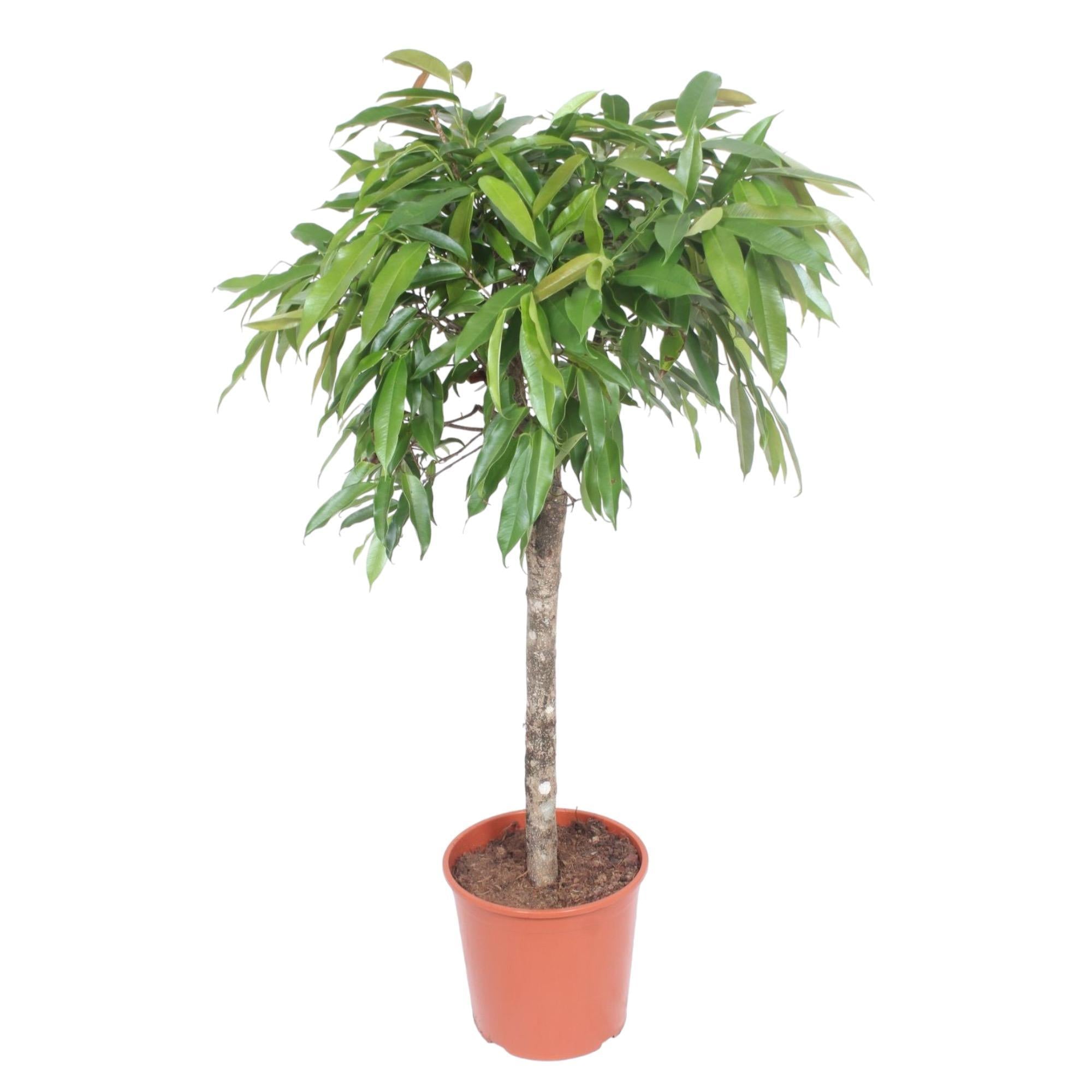 Ficus Amstel King - 140 cm - ø30 cm