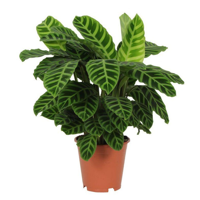 Calathea Zebrina - 80 cm - Ø19 cm