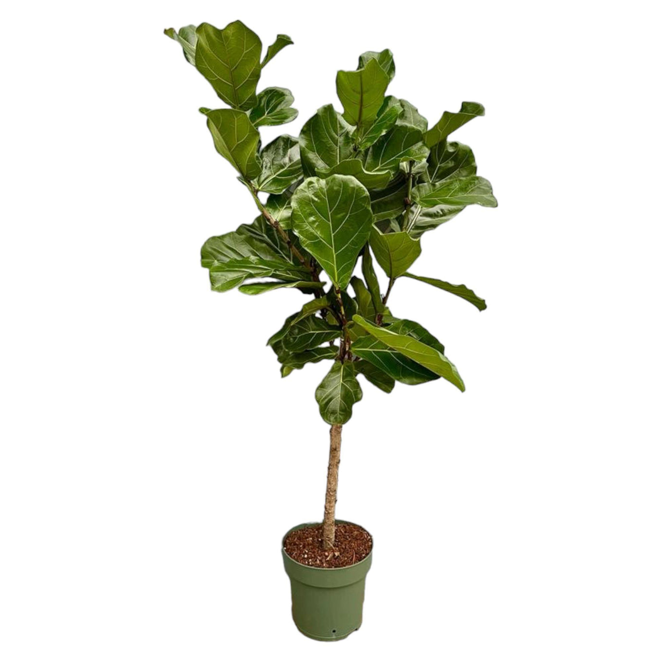 Ficus Lyrata stam - 160 cm - Ø27 cm