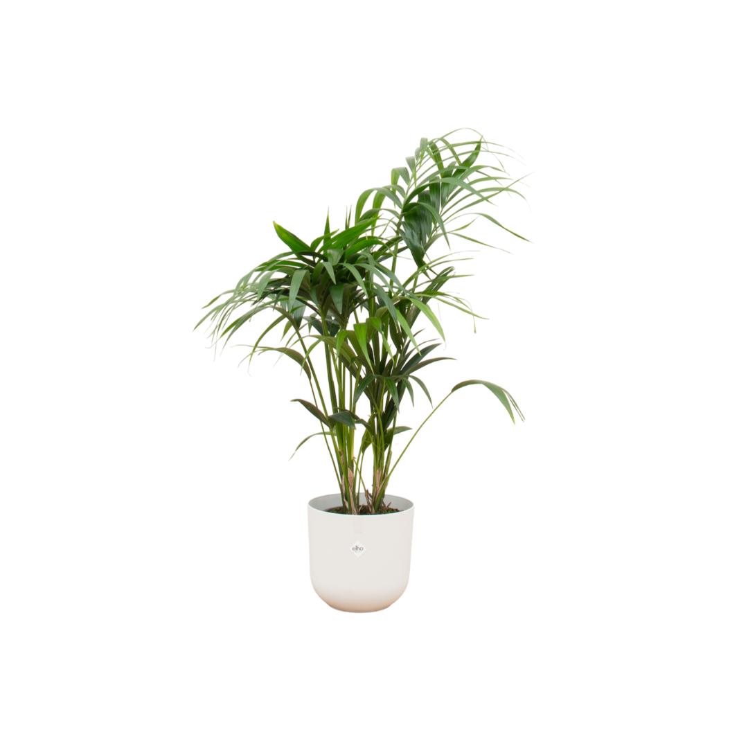 Botanic match: Kentia Palm & elho Jazz Round - 130 cm - Ø26 cm