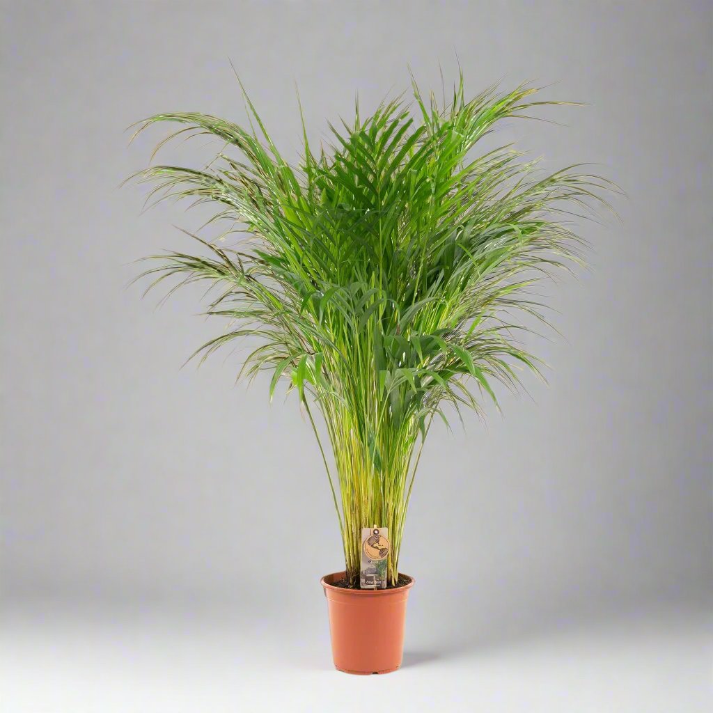 Areca Palm (Dypsis Lutescens) - 110 cm - Ø21 cm