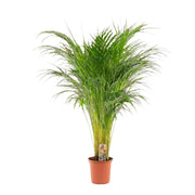 Dypsis Lutescens | ↕110 cm | Ø21 cm