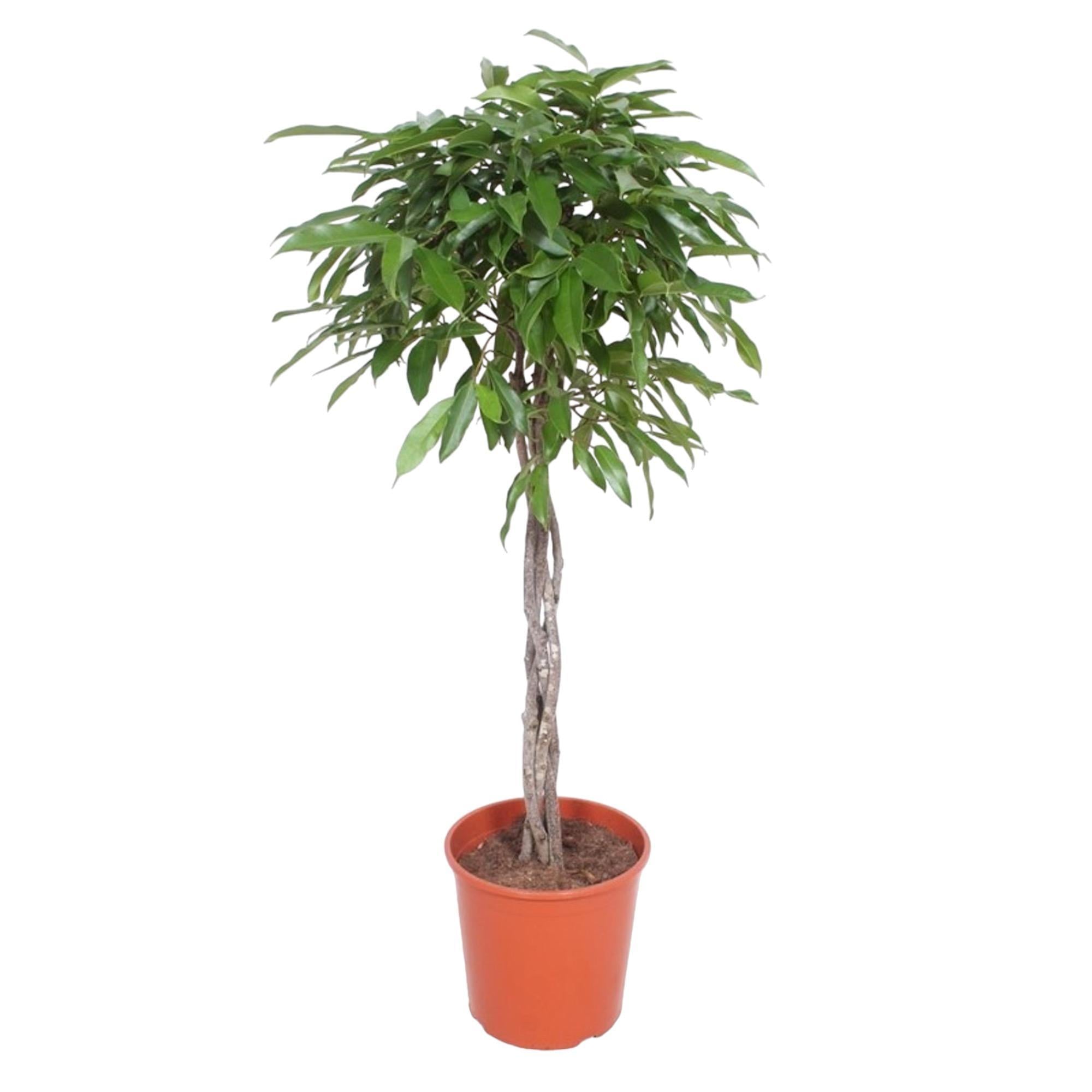 Ficus Amstel King gevlochten stam - 150 cm - ø30 cm