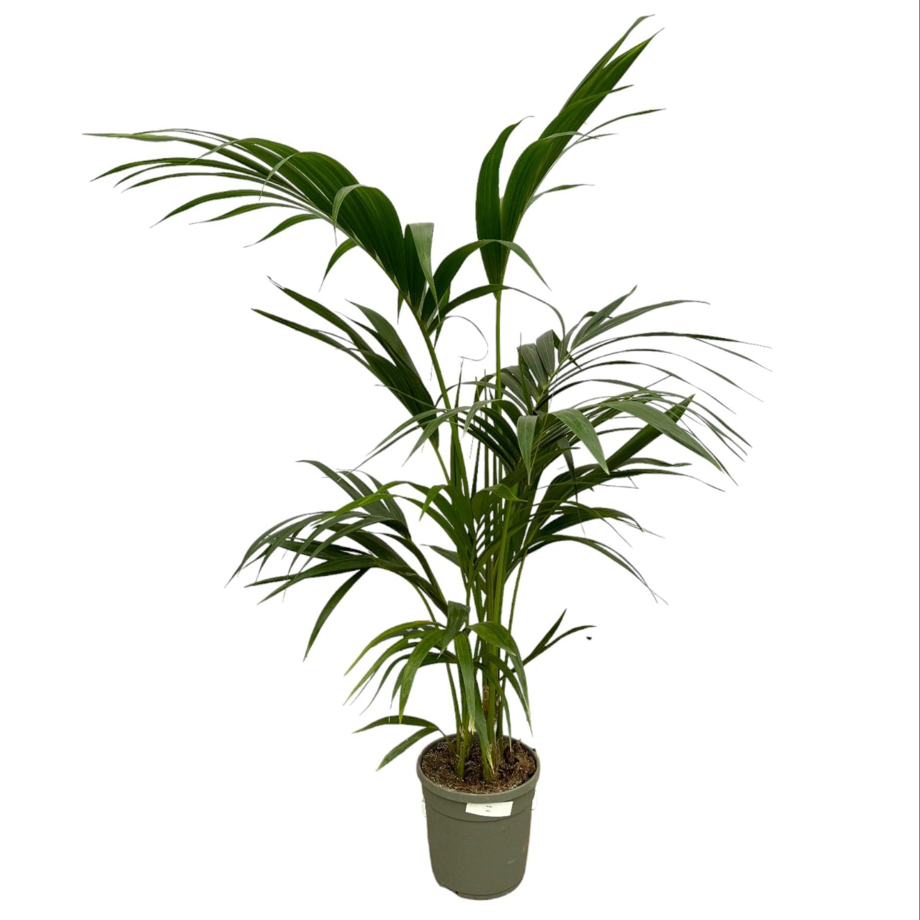 Howea Forsteriana | ↑130 cm | Ø21 cm