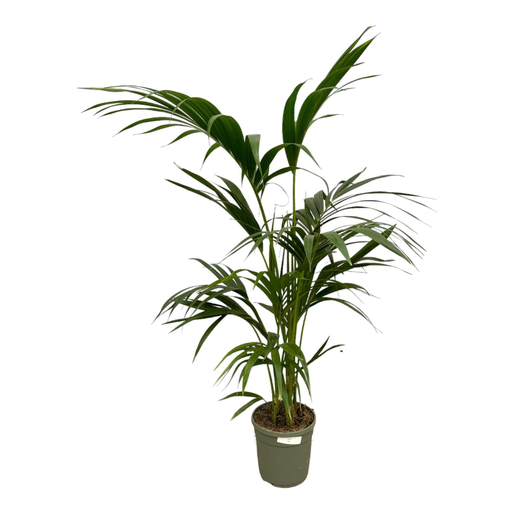 Kentia Palm - 130 cm - Ø21 cm