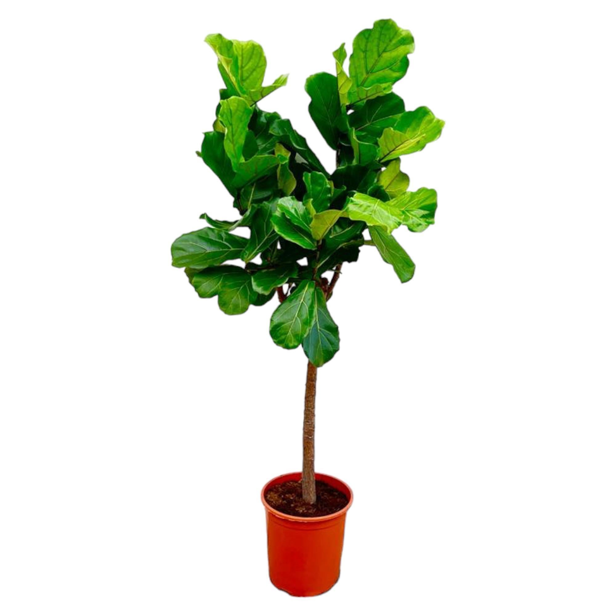 Ficus Lyrata stam - 160 cm - ø30 cm