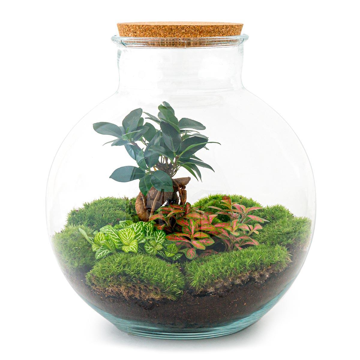 Terrarium - Botanic Bangkok - 30 cm